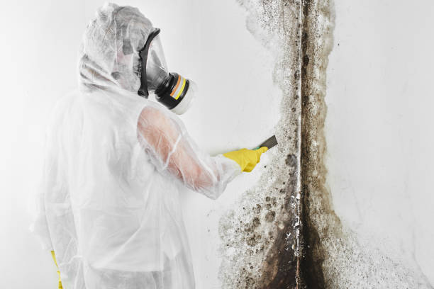 Best Black Mold Removal  in Weatogue, CT