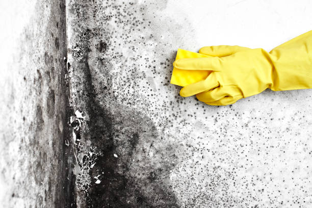Best Home Mold Removal  in Weatogue, CT