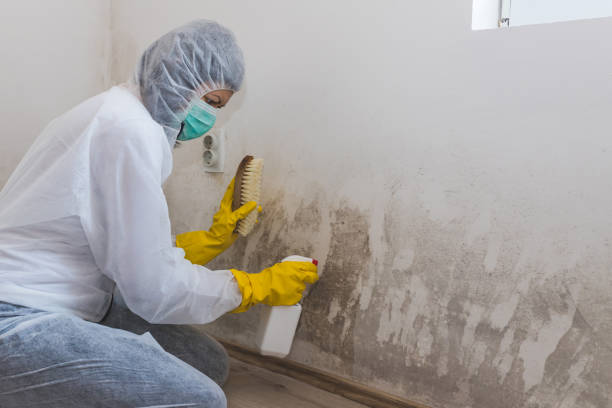 Best Mold Removal Company Near Me  in Weatogue, CT