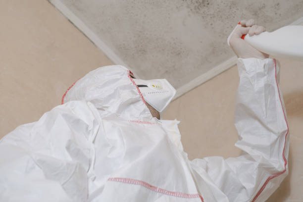 Best Local Mold Removal Service  in Weatogue, CT