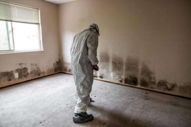 Certified Mold Removal in Weatogue, CT