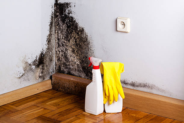 Best Black Mold Removal  in Weatogue, CT