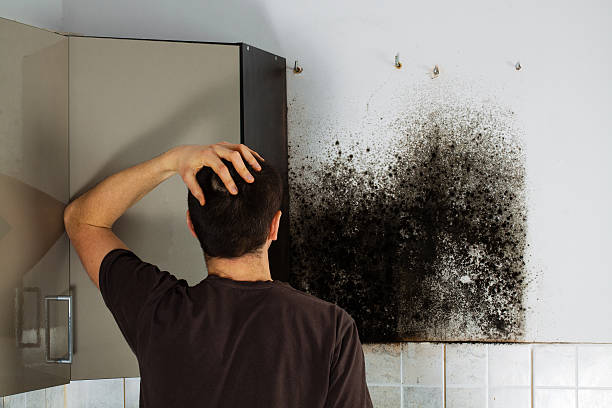 Best Best Mold Removal Companies  in Weatogue, CT
