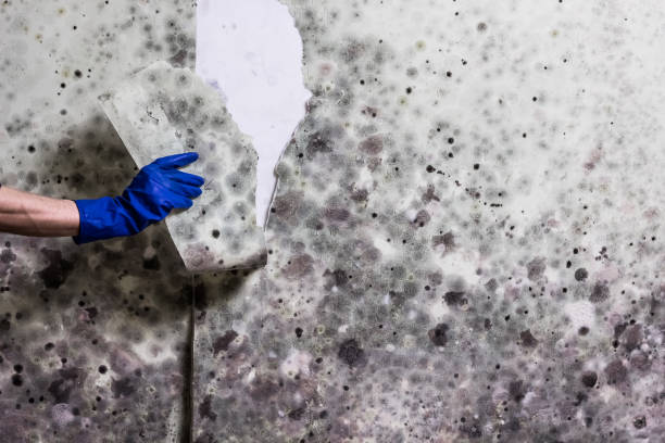 Best Best Mold Removal Companies  in Weatogue, CT