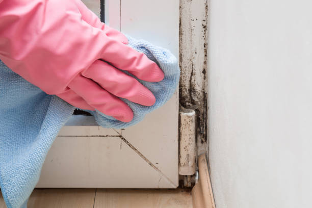 Trusted Weatogue, CT Mold Removal Experts